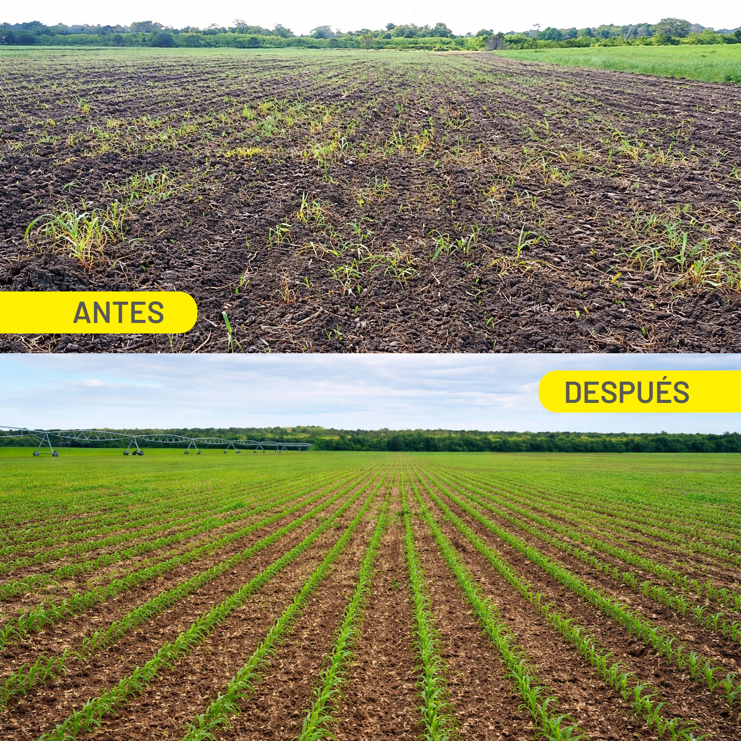 Comparativa de agricultura de precision antes y despues